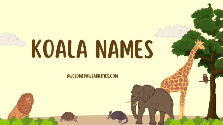 109+ Koala Names | Female, Cute, Famous and Funny Ideas