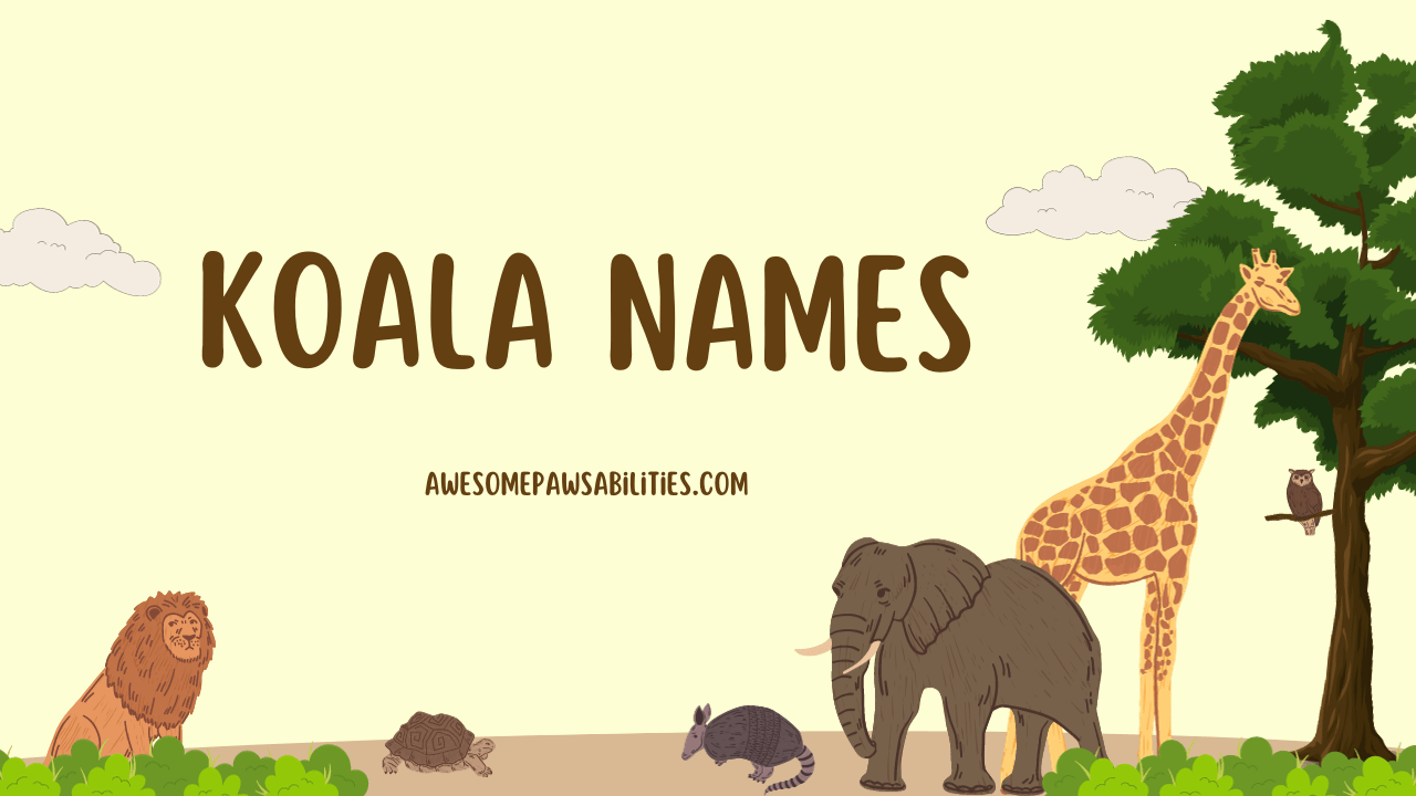 Koala Names