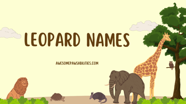89+ Leopard Names | Snow, Male, and Female Collection