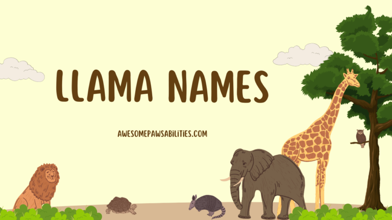 101+ Llama Names | Cute, Baby, and Funny Collection