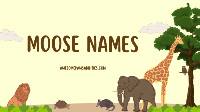 109+ Moose Names | Baby, Female, Male, and Famous Collection
