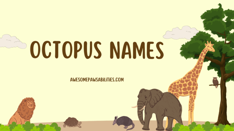 99+ Octopus Names | Cute, Funny, Male, Female and Baby Ideas
