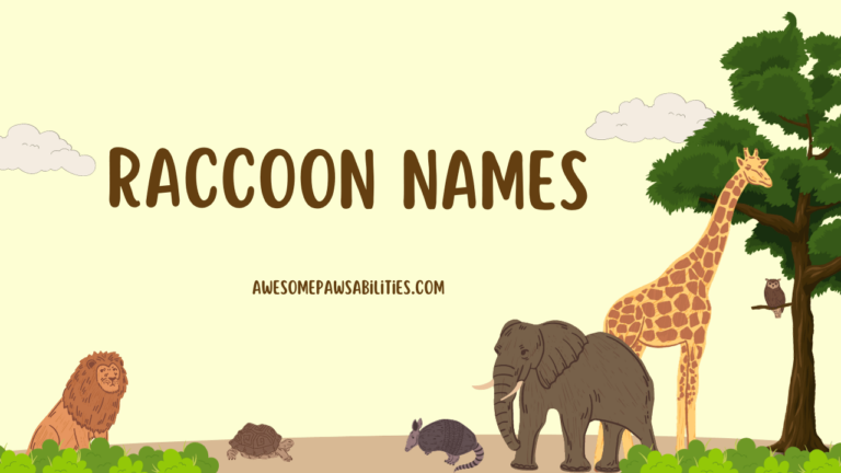 149+ Raccoon Names | For a Cute, Funny, Baby Pet