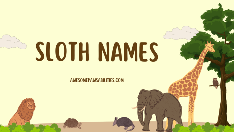 99+ Sloth Names | Famous, Male, Female, Baby, & Funny Ideas