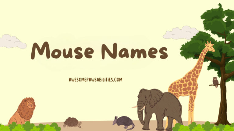 109+ Mouse Names | Male, Female, Cute and Funny Ideas