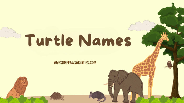 180+ Turtle Names – Male, Female, Funny and Cute Ideas