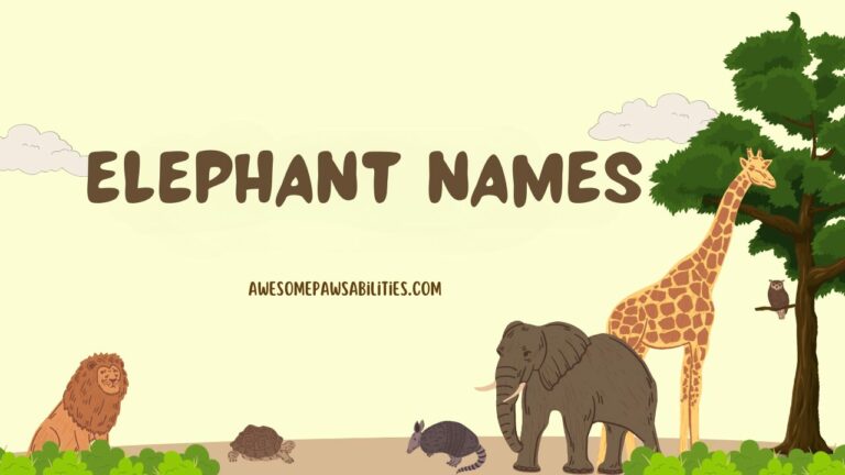420+ Elephant Names | Male, Female, Cute, Famous and Funny