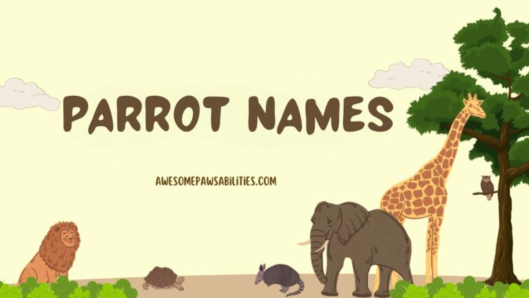 398+ Parrot Names | Cute, Famous, Male, Female and Funny