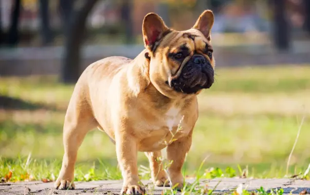 Everything About French Bulldogs Training, Health, and Breeding Like a Pro