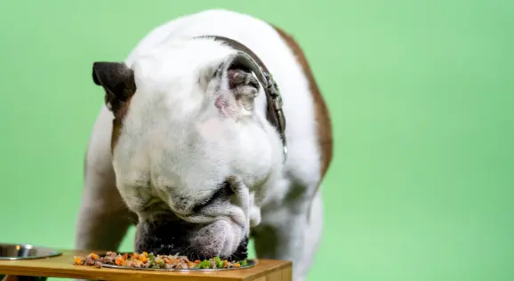 Top 5 Hidden Kitchen Toxins That Spell Emergency for Your Pet